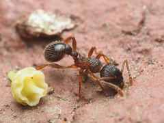 Myrmica punctiventris