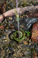 Thelymitra matthewsii