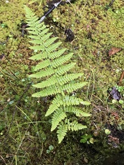 Dennstaedtia punctilobula