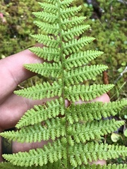Dennstaedtia punctilobula