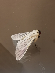 Polygrammodes quatrilis