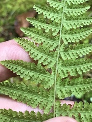 Dennstaedtia punctilobula