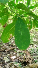 Palicourea padifolia