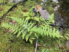 Dennstaedtia punctilobula