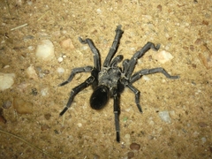 Acanthoscurria