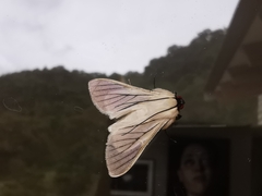 Polygrammodes quatrilis