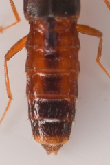 Aleocharinae