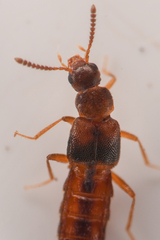 Aleocharinae
