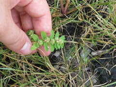 Euphorbia humistrata