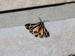 Apantesis phalerata
