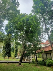 Spathodea campanulata