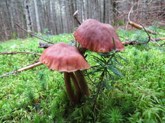 Laccaria bicolor