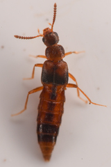 Aleocharinae