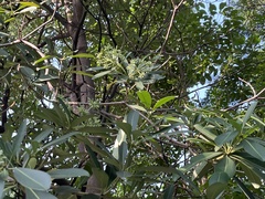 Alstonia scholaris