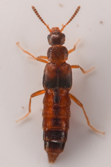 Aleocharinae