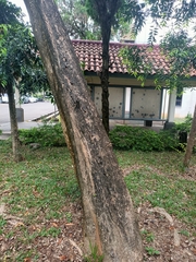 Spathodea campanulata