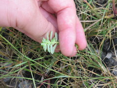 Euphorbia humistrata