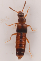 Aleocharinae