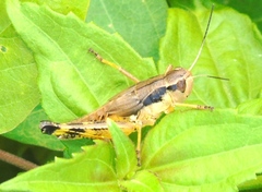 Boopedon flaviventris