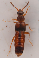 Aleocharinae