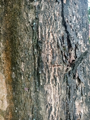 Spathodea campanulata