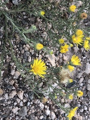 Xanthisma spinulosum