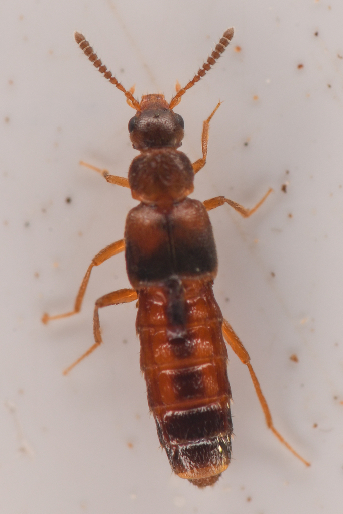 Stictalia californica