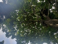 Spathodea campanulata