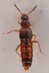 Aleocharinae