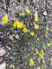 Xanthisma spinulosum