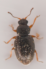 Corticariinae