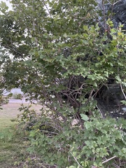 Viburnum macrocephalum