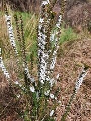 Epacris gunnii