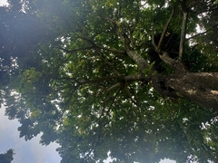 Spathodea campanulata