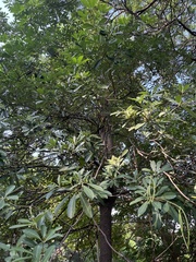 Alstonia scholaris