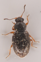 Corticariinae