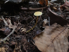 Mycena crocea