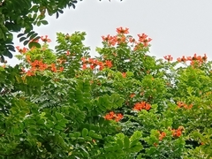 Spathodea campanulata