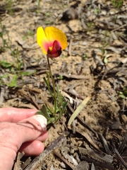 Isotropis cuneifolia