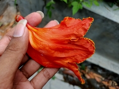 Spathodea campanulata