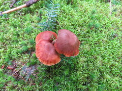 Laccaria bicolor