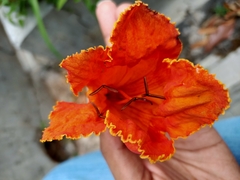 Spathodea campanulata