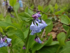 Mertensia virginica