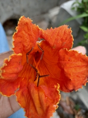 Spathodea campanulata