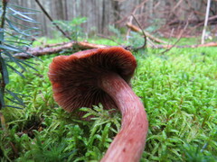 Laccaria bicolor