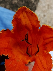 Spathodea campanulata