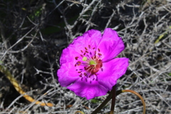 Cistanthe longiscapa