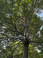Alstonia scholaris