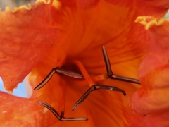 Spathodea campanulata