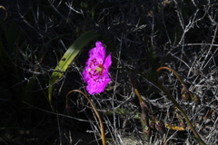 Cistanthe longiscapa